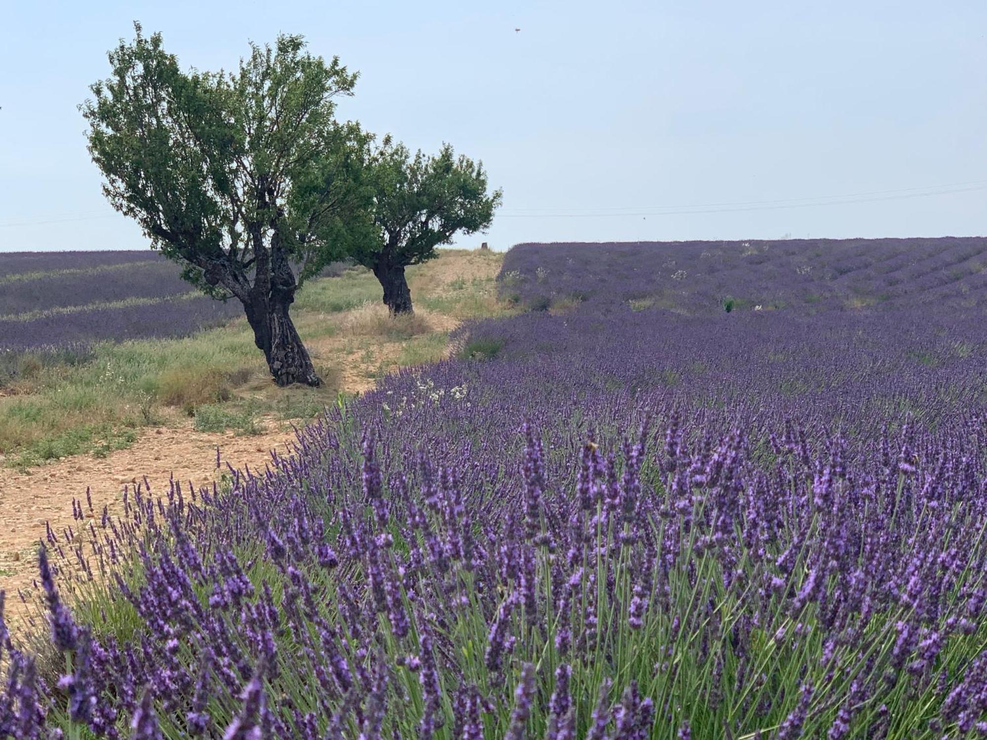 Studio Nuitee En Provence 2 Éguilles Eksteriør billede
